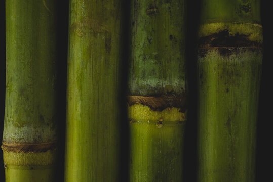 Sugar Cane macro close up