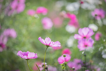 Fototapeta premium 美しいコスモス