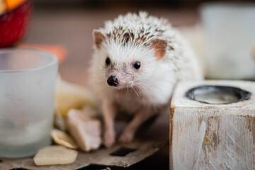 primer plano de un erizo mamifero pequeño con vientre blanco y manos cordoba argentina © patoouupato
