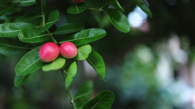 Carissa carandas or carandas plum, Mango Yawn with Lemon. herbal benefit as medicine fruit on tree. Concept Healthy fruit