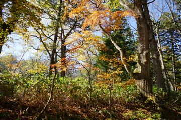 Autumn hike. Trees in autumn colors. Japanese landscape.