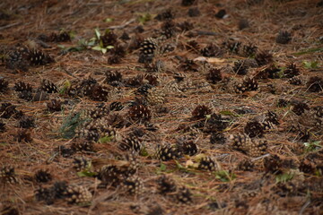 The full of the pine cones on the autumn ground in Sapporo Japan