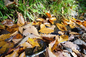 Golden fallen leaves floating on the water.