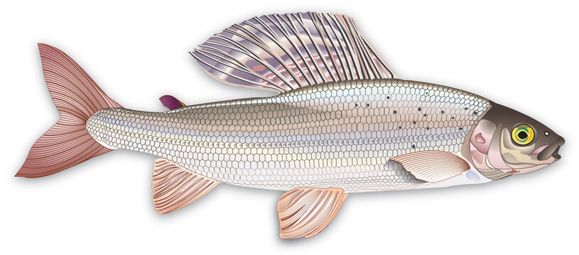 Poissons - Ombre commun