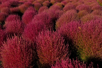 真っ赤に染まるコキア