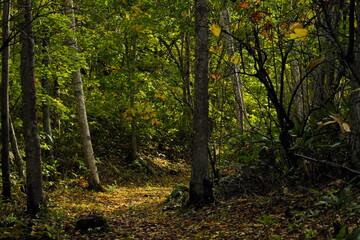 美しい紅葉の森