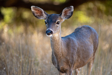 Wild Deer - Angel Island, California