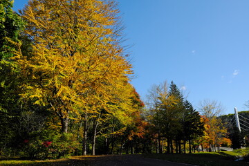 Fototapeta premium 美しい紅葉の公園