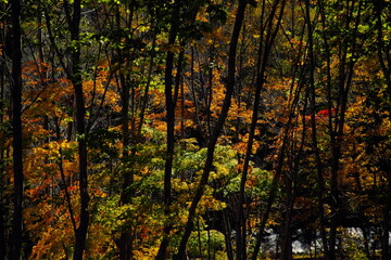 美しい紅葉の森