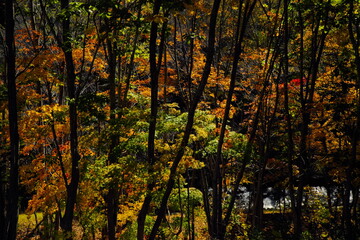 美しい紅葉の森
