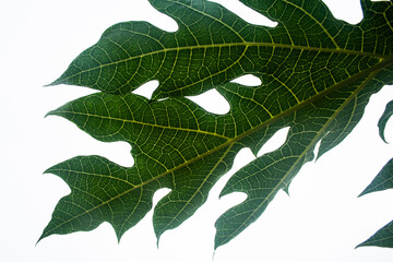 Papaya pawpaw leaf on white background