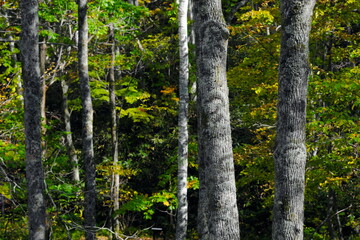 美しい紅葉の森