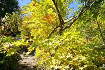 In the autumn forest. Trees that turn red. Beautiful scenery of Japan.