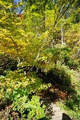 In the autumn forest. Trees that turn red. Beautiful scenery of Japan.