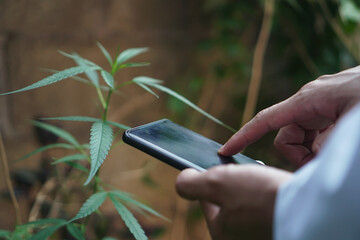 Researchers use smartphone and hand to hold or examine Marijuana plants for medical research. Marijuana indica research concept.selective focus.