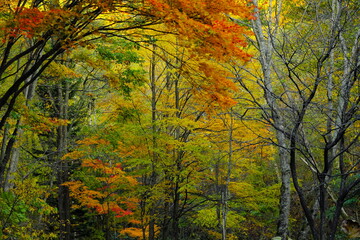 Fototapeta premium 美しい紅葉の森