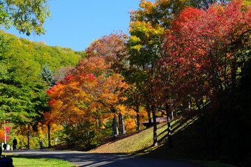 美しい紅葉の道