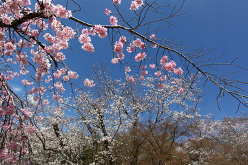 青空と白とピンクの桜