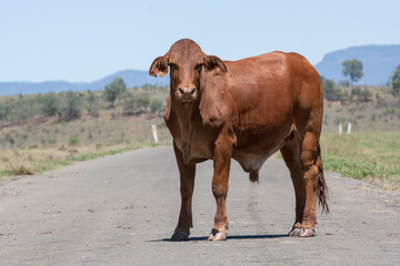 Brahman Bull standing on a road,  Queensland Australian