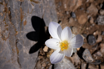 White crocus flower on a rocky soil, top view. 