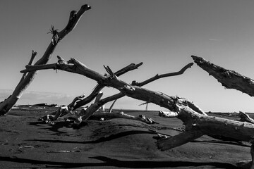dead tree branches
