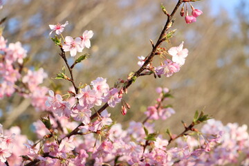 桜のクローズアップ