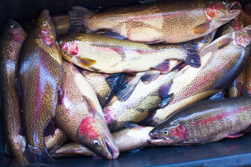 Fototapeta premium Top view of rainbow trout on a fish farm