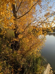 autumn in the park