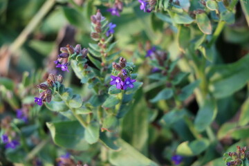 アルカネットの青い花