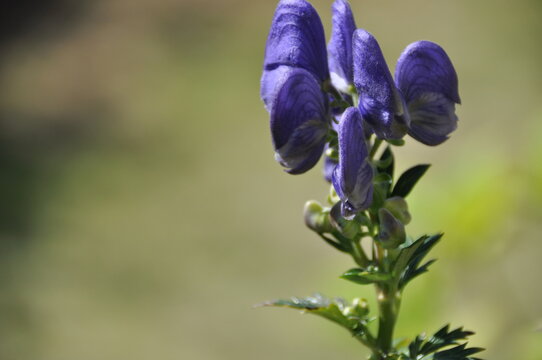 87 Best 鳥兜 Images Stock Photos Vectors Adobe Stock