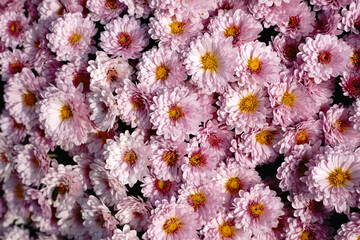 background with pink and white chrysanthemums