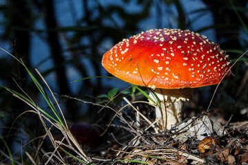 red mushroom in forest