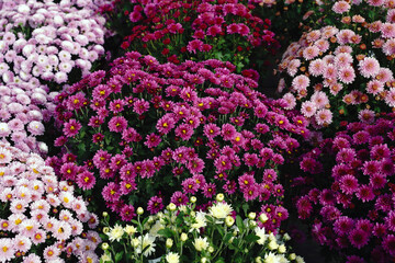 pink and purple chrysanthemums are sold in a flower shop for planting in the garden