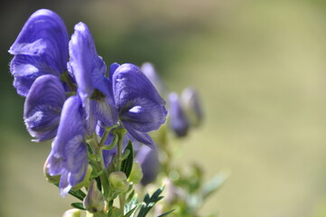 トリカブトの花