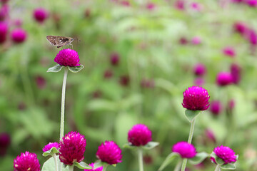 Beautiful butterfly on Globe Amaranth flower in garden, purple flower background