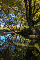 Obraz premium reflection of tree