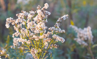 Dry wild flowers in the field during autumn sunset light. Selective focus, nobody.