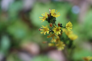 オニタビラコ（鬼田平子）の黄色い花