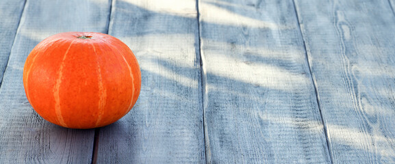 One pumpkin lies on a wooden background. Autumn bright background. Halloween. Banner.