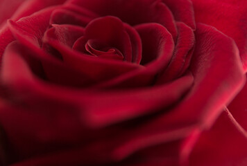 Soft floral red background. Macro blur flower. Red velvet rose.