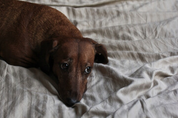 a little scared dachshund walks on the sofa and looks plaintively.