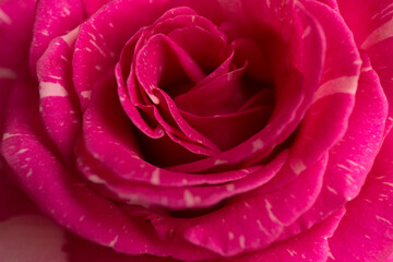 Soft floral pink background. Macro blur flower texture.