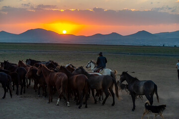 Naklejka na ściany i meble Wild horses and cowboys in the dust at sunset