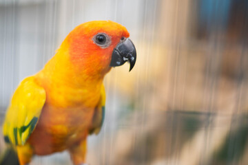 Colorful of parrot sitting in the cage.