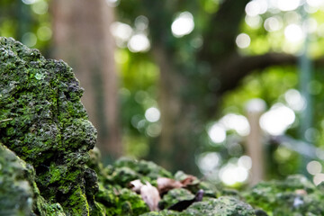 苔の付いた岩