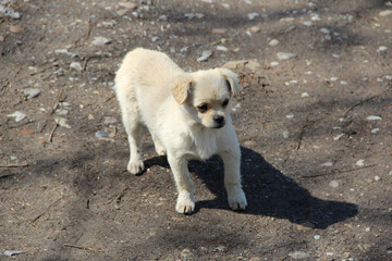 little white dog puppy on the road