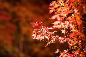 紅葉
