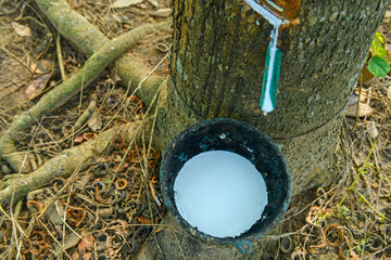 Rubber tree in the garden