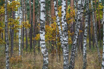 pine, forest,  warm, autumn, day