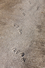 Animal tracks in the concrete on a footpath